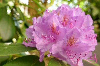 Rhododendron Çiçeği yakın plan. Yeşil bulanık arkaplanda yağmurdan sonra gelen mor rhododendron çiçekleri