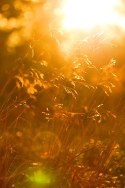 Sonbahar arkaplanı, çimenlikte yaprak sonbahar ormanında gün doğumunda güneş ışığı