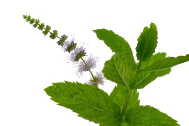 Nane şekeri. Beyaz arkaplanda izole edilmiş nane çiçeği makrosu