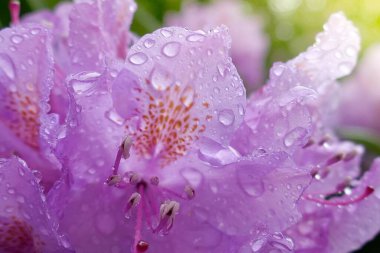 Rhododendron Çiçeği yakın plan. Yeşil bulanık arkaplanda yağmurdan sonra gelen mor rhododendron çiçekleri
