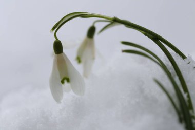 Kar damlası makrosu. Galantus. Kardaki kar damlası çiçeği