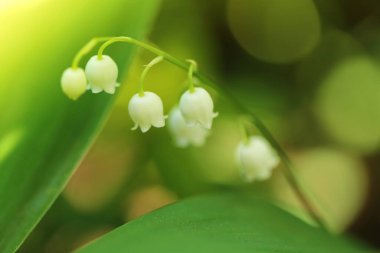 Vadideki zambak çiçek açabilir.