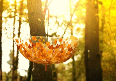 Yaprak görünümlü şeffaf şemsiye