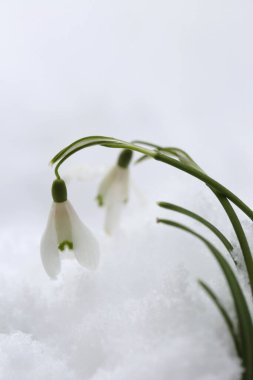 Kar damlası makrosu. Galantus. Kardaki kar damlası çiçeği
