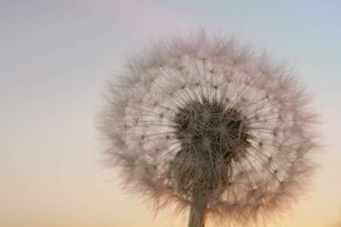 Günbatımının pembe ışığında tüylü karahindiba makrosu