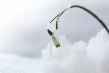 Kar damlası makrosu. Galantus. Kardaki kar damlası çiçeği