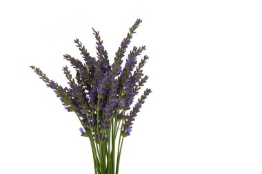 Lavanta çiçekleri arka plan. Üst manzara.