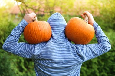 Balkabağı hasatı. Omzunda büyük turuncu balkabakları olan bir adam.