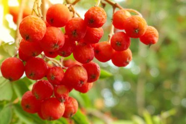 Kırmızı üzümlü üzümler manzarayı kapatın.