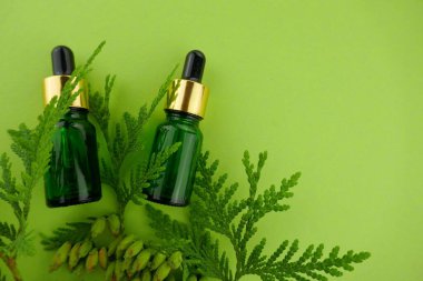 Thuja temel yağı. Kozalaklı ağaç yağı ve taze thuja dallarıyla dolu cam şişe.