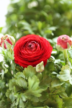 kırmızı güller yakın görünüm