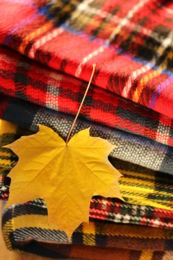 Sonbahar. Sarı akçaağaç yaprağı kareli eşarpların üzerinde