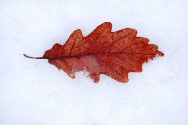 portakal yaprağı karda kapanıyor. 