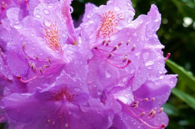 Rhododendron Çiçeği yakın plan. Yeşil bulanık arkaplanda yağmurdan sonra gelen mor rhododendron çiçekleri