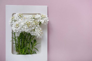 çerçeve görünümünde beyaz çiçekler 