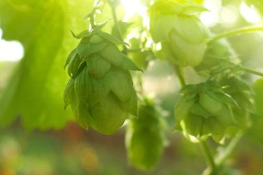 Hop.Bulanık bitkisel arka planda yeşil kozalaklar