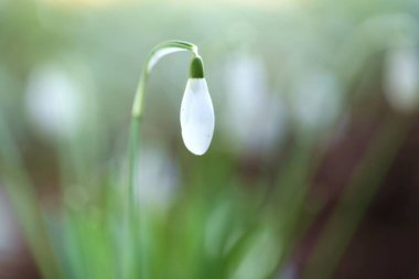 Kar tanesi. Bulanık yeşil arkaplanda Galantus çiçeği tomurcuğu