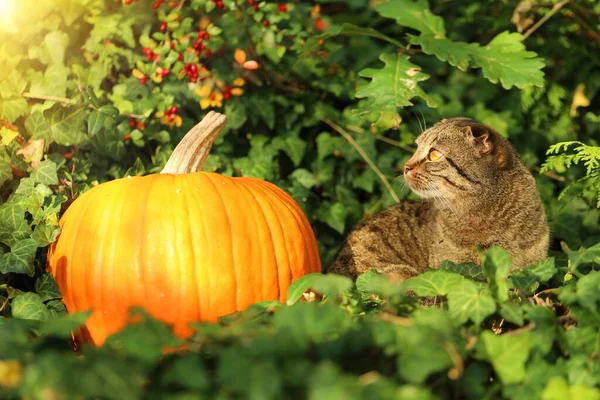 Sonbahar Geldi Güneş Işığında Yeşil Sarmaşıkta Kabaklı Kedi Cadılar Bayramı — Stok fotoğraf