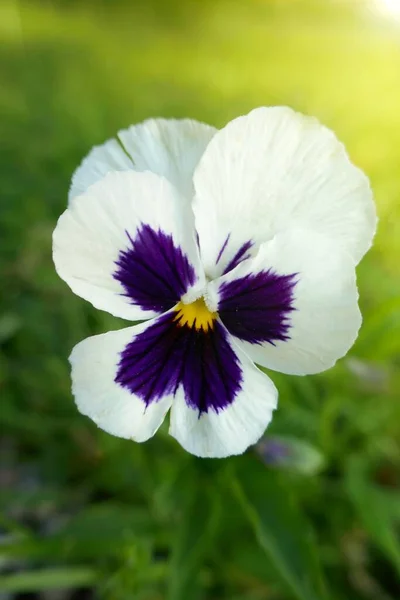 Viola Cornuta Pansies Pansy Μωβ Λουλούδι Στον Κήπο Στις Ακτίνες — Φωτογραφία Αρχείου