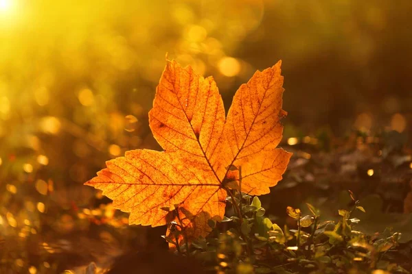 Herbst Hintergrund Blatt Feldgras Herbst Wald Sonnenlicht Bei Sonnenaufgang — Stockfoto