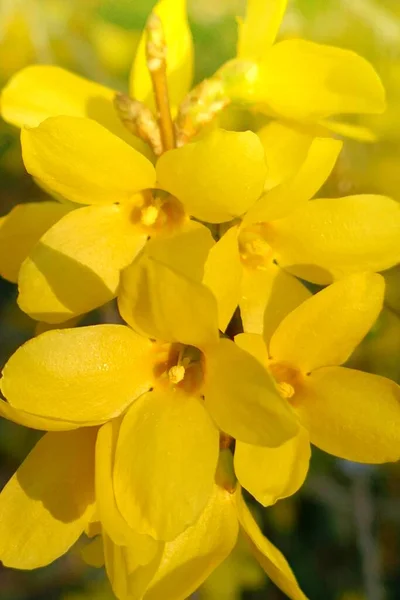 Żółte Gałęzie Kwitnące Wiosenne Drzewa Kwitnące — Zdjęcie stockowe