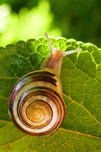 Caracol Sobre Una Hoja Verde Los Rayos Del Sol Sobre —  Fotos de Stock