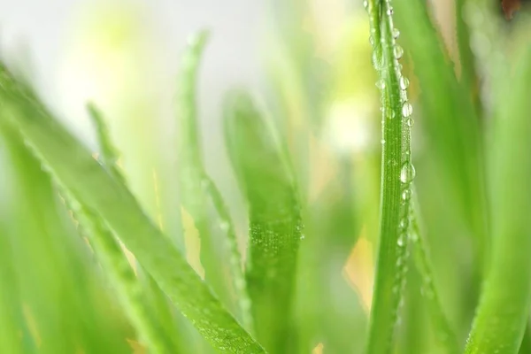 Gotas Agua Macro Sobre Hierba Verde Primeros Planos Hierba Verde —  Fotos de Stock