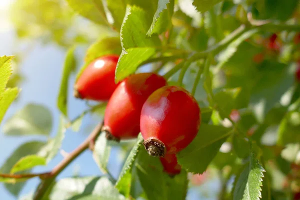 Red Gooseberry Close View — Stock Photo, Image