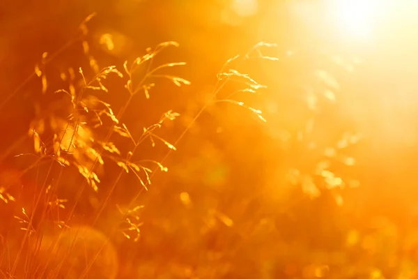Jesienne Tło Liść Trawie Polnej Jesiennym Lesie Słońcu Wschodzie Słońca — Zdjęcie stockowe