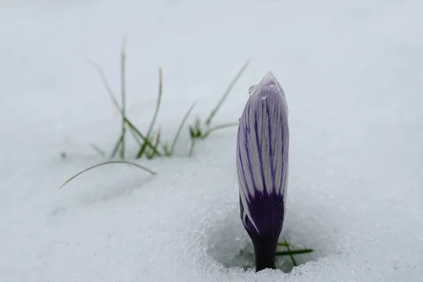 最初の春の花 雪の中で優しい紫色のクロッカスの花の芽 — ストック写真