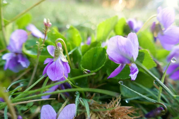 Fiori Primaverili Campana Blu Fiore Uno Sfondo Verde Sfocato — Foto Stock