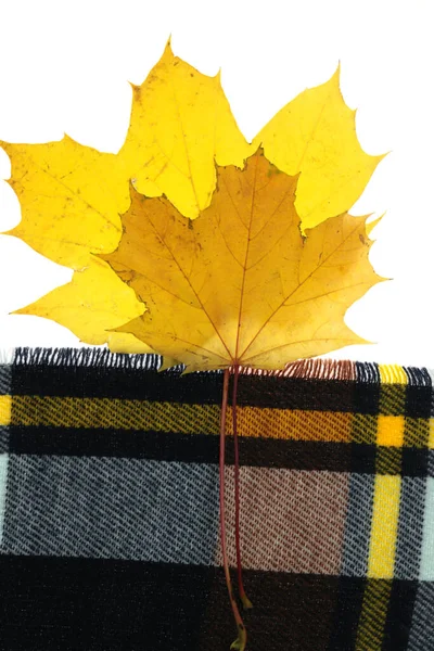 Autumn Yellow Maple Leaf Stack Checkered Scarves — Stock Photo, Image