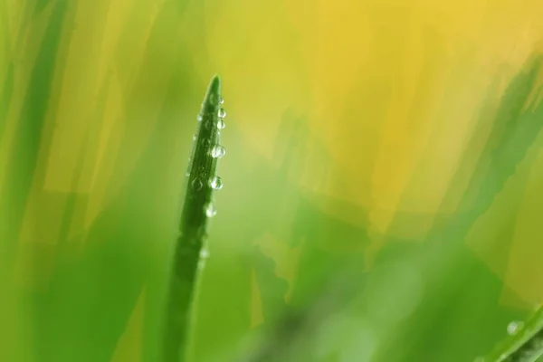 緑の芝生の上で水のマクロのドロップ 緑の草のクローズアップ — ストック写真