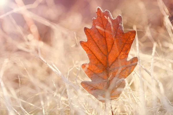 Jesienny Liść Trawie — Zdjęcie stockowe