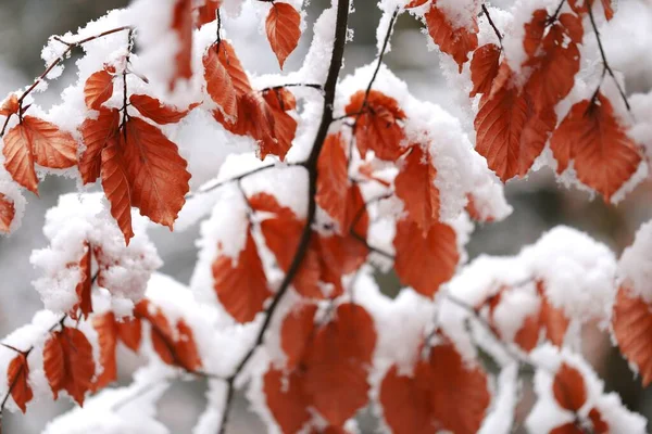 赤いオークは雪の下に残る 冬の自然 — ストック写真