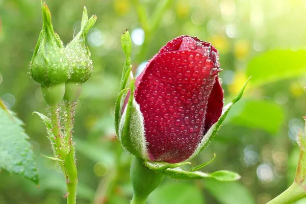 Rosa Flor Vista Perto — Fotografia de Stock