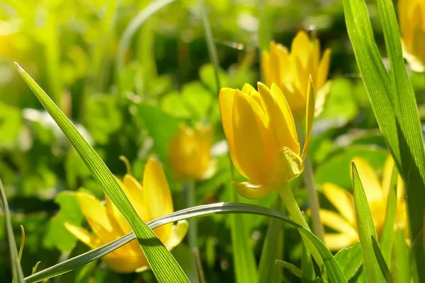 Flores Primavera Flor Amarilla Primavera Sol Sobre Fondo Floral Borroso — Foto de Stock