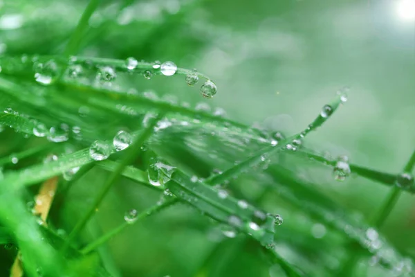 Drops Water Macro Green Grass Green Grass Close — Stock Photo, Image