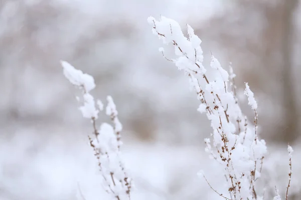 Vintertid Grene Sneen Blødt Lys Vinter Natur Baggrund - Stock-foto