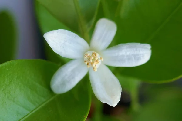Лісова Анемона Біла Квітка Променях Сонця — стокове фото