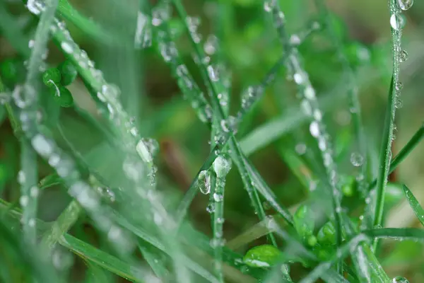 緑の芝生の上で水のマクロのドロップ 緑の草のクローズアップ — ストック写真