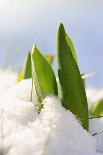 スノードロップ マクロ ガランタス 雪の中の雪の花 — ストック写真