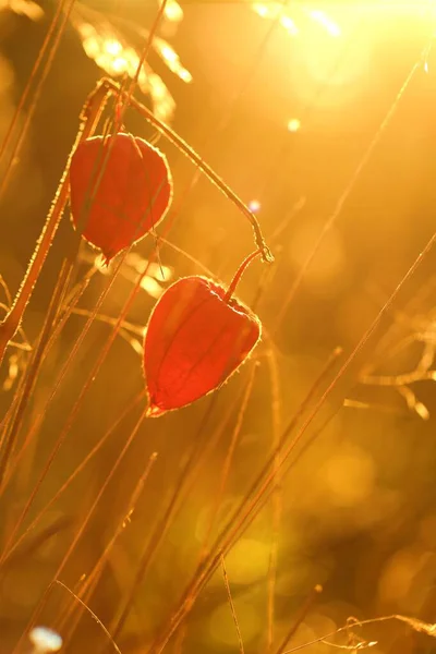 Herfst Fysalis Plant Het Veld Gras Zon Bij Dageraad — Stockfoto