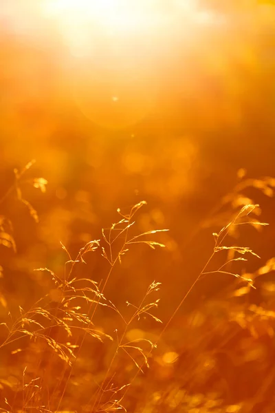 Jesienne Tło Liść Trawie Polnej Jesiennym Lesie Słońcu Wschodzie Słońca — Zdjęcie stockowe