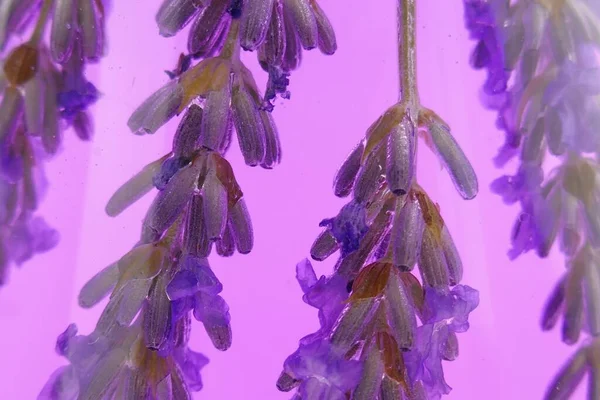 Lavender close-up. Aroma of lavender