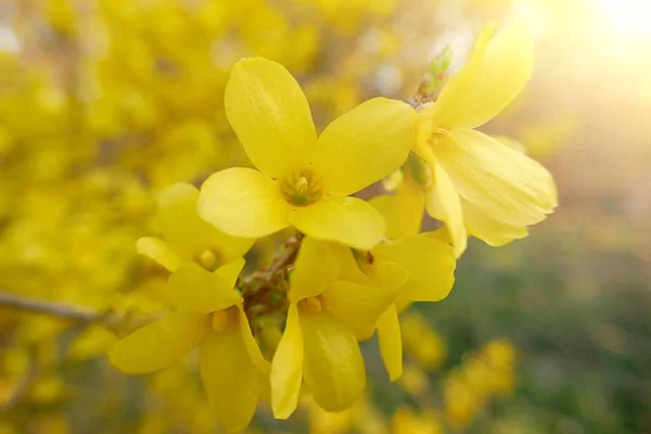 Żółte Gałęzie Kwitnące Wiosenne Drzewa Kwitnące — Zdjęcie stockowe