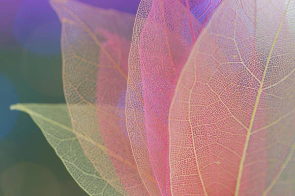 Skeleton Leaf Set Macro.skeletonized leaf close-up on blurred background