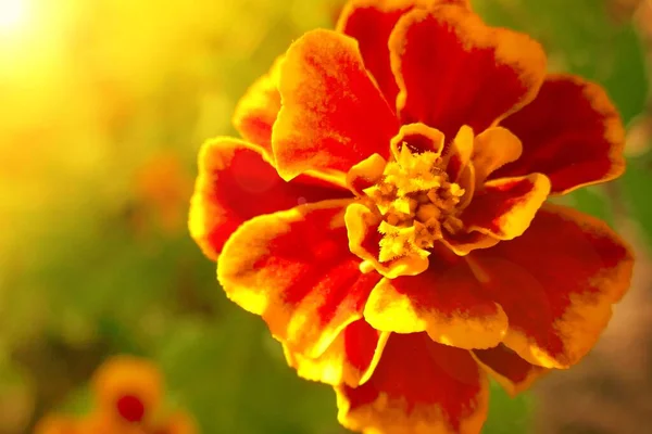 美しいオレンジの花を閉じます — ストック写真
