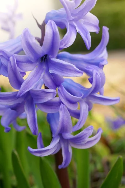 Hyacinth Flor Jacinto Púrpura Sol — Foto de Stock