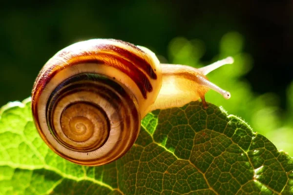 Caracol Sobre Una Hoja Verde Los Rayos Del Sol Sobre —  Fotos de Stock